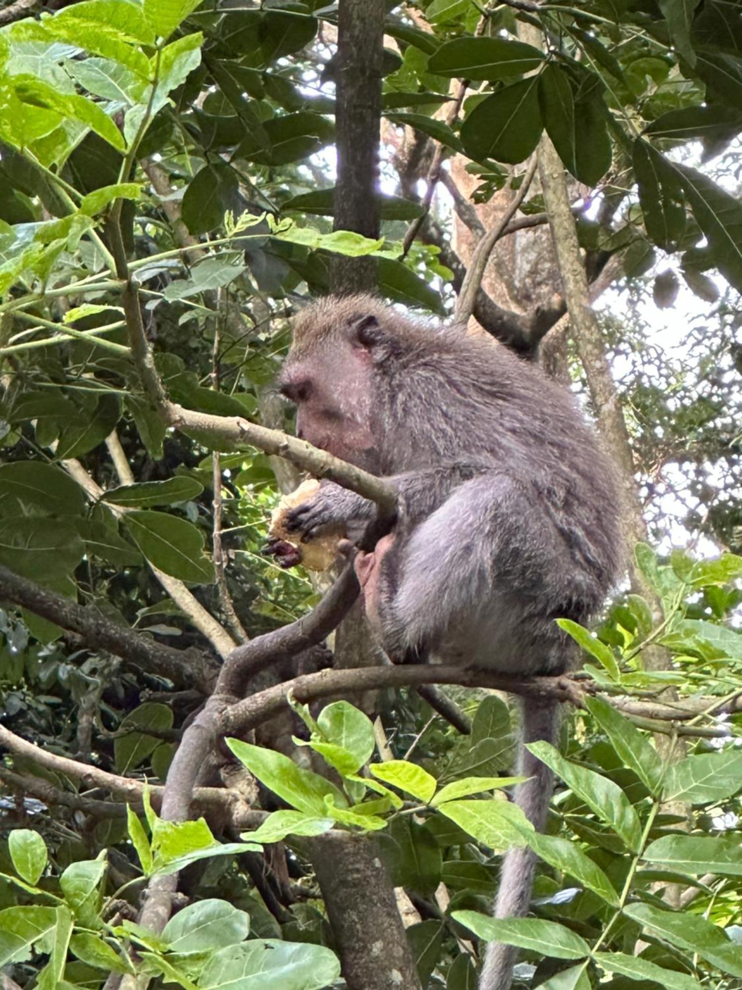 Brata Inn Ubud Eksteriør bilde